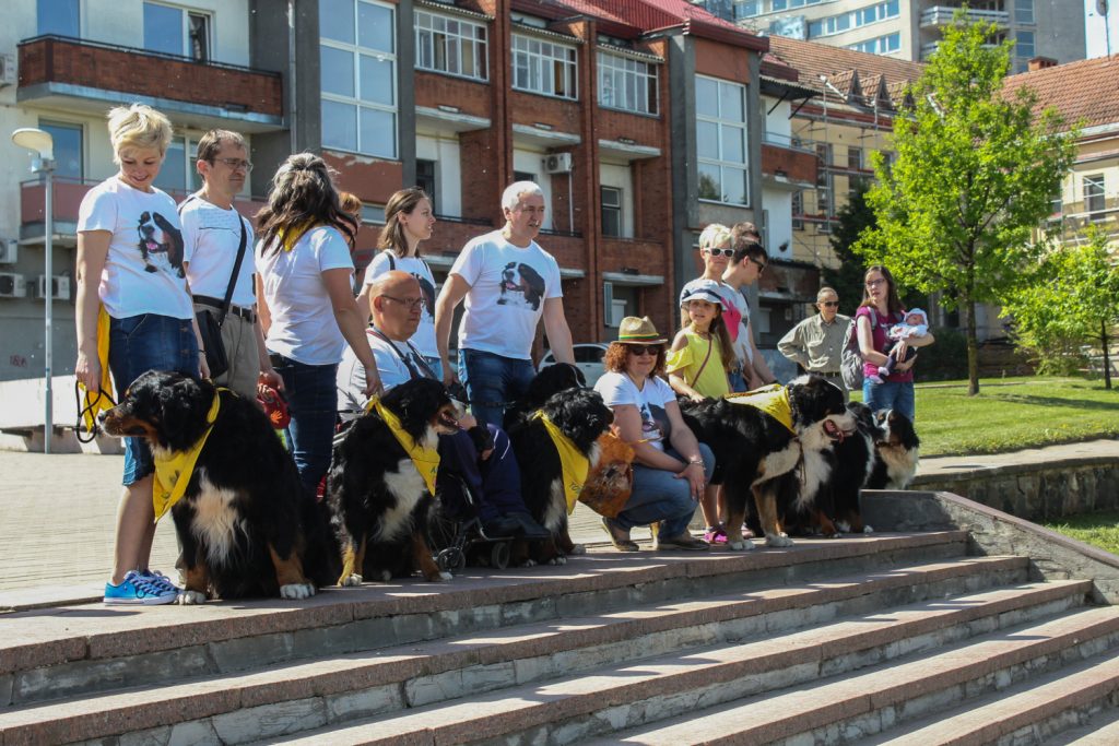 Pasaulinis pasivaikščiojimas su Berno zenenhundais Panevėžyje © L. Varanauskas