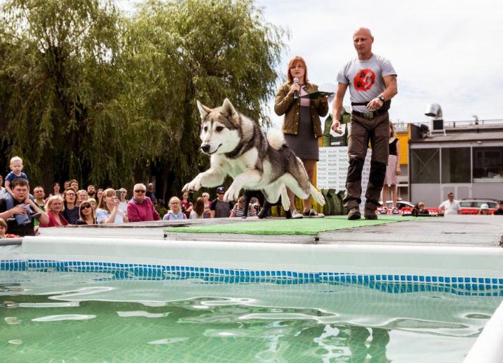 Lietuvoje toks turnyras – pirmas: šunys kovojo dėl geriausio šokinėtojo į vandenį titulo