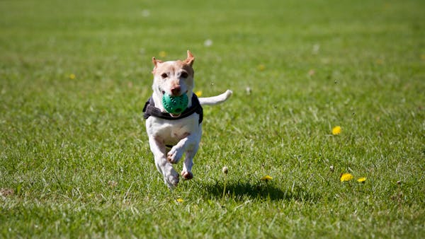 Šuns fizinis aktyvumas: ką turi žinoti kiekvienas šuns šeimininkas