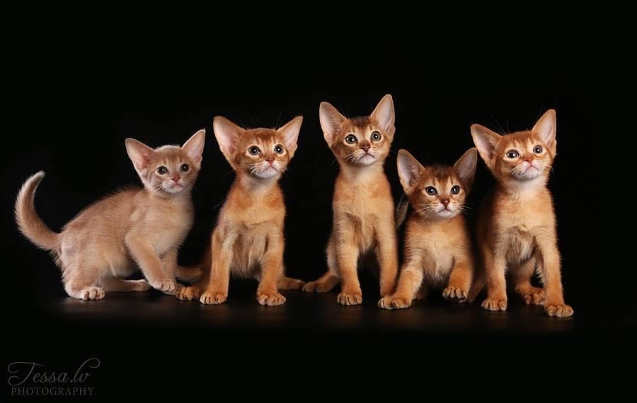 Kačių veislės Abisinijos katės