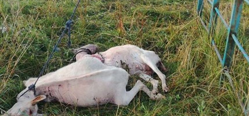 Žiaurus išpuolis prieš gyvūnus Prienų rajone: ožkos supjaustytos, joms nulaužta po ragą