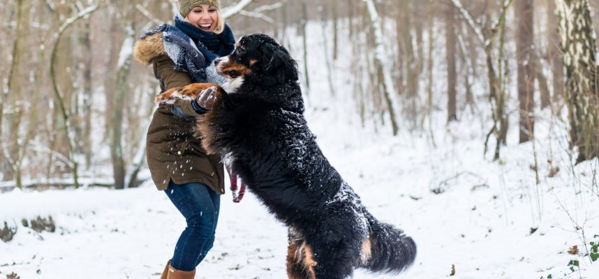 Sudarė didelių ir mielų šunų sąrašą: tarp jų – lietuvių pamėgtos veislės