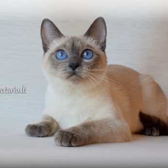 Kačių veislės: Tajų katė (Thai) - taiki, meili, sangviniško tipo būtybė