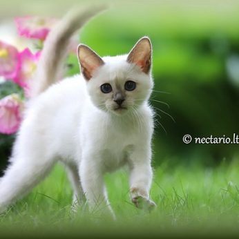 NECTARIO*LT – Tailando kačių veislynas