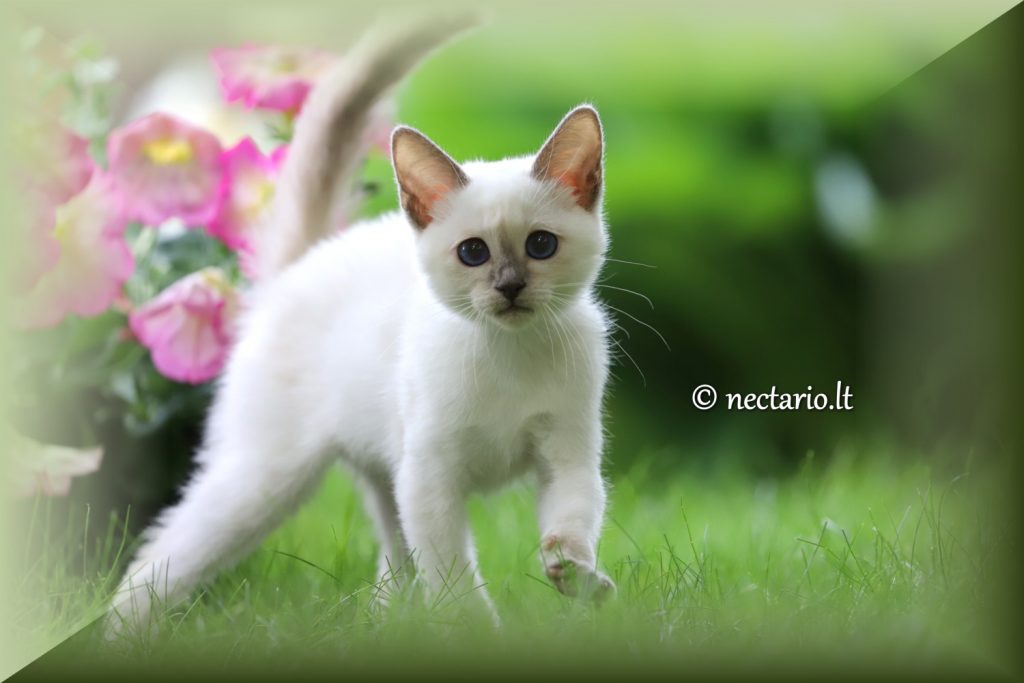 Parduodami Tajų veislės kačiukai - Sarina. Veislynas Nectario*LT