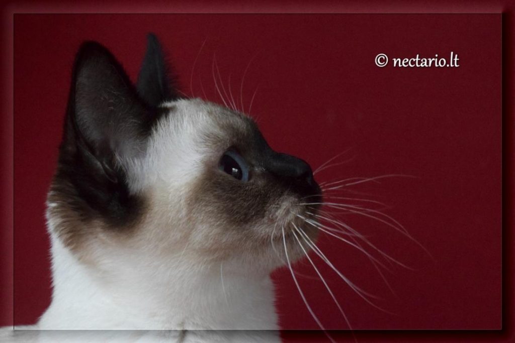 Tailando veislės katė. Veislyno Nectario*LT nuotr.