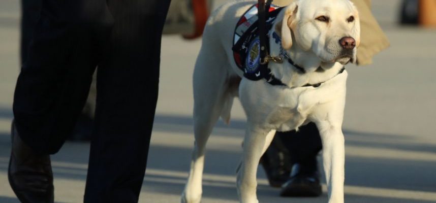 G. H. W. Busho šuo gavo naują darbą: tapo slaugu medicinos centre