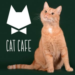 Cat Cafe Vilnius Kačių Kavinė