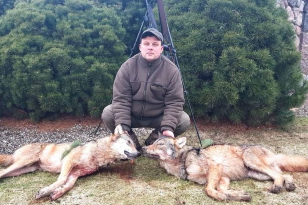 Nuo A. Stainio paleistų kulkų krauju pasruvę Lietuvoje krenta vilkai, Afrikoje – egzotiniai gyvūnai. Asmeninio archyvo nuotr.