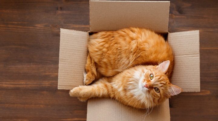 Atskleidė, kodėl jūsų katė mėgsta dėžes
