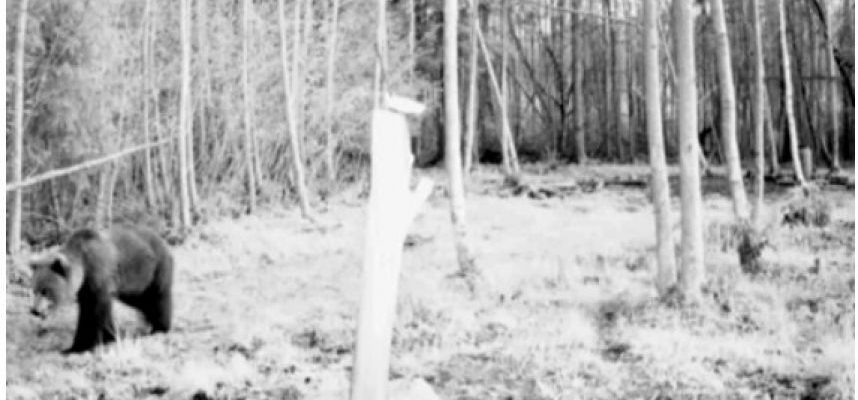 Į Biržų girią užklydusią mešką miškininkas lepina medumi