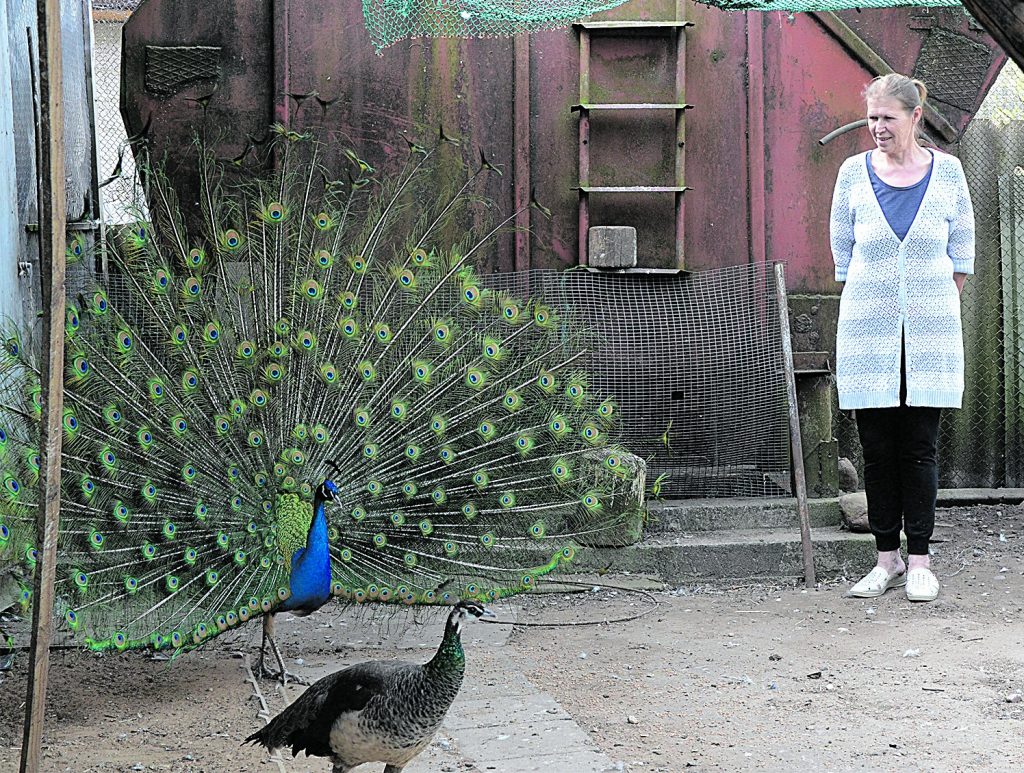 Žibininkų kaime gyvenanti Genovaitė Šunokienė aprodžiusi savo paukščius atkreipė dėmesį į įspūdingo grožio povą: „Povai stengiasi „šokti“, kai tik randa galimybę tai daryti.“© „Pajūrio naujienos“