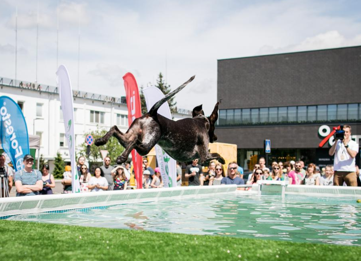Vilniuje įvyko šunų šuolių į vandenį turnyras – išsimaudė ir šeimininkai