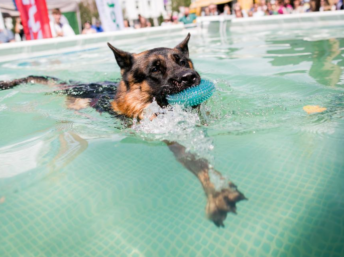 Vilniuje įvyko šunų šuolių į vandenį turnyras – išsimaudė ir šeimininkai