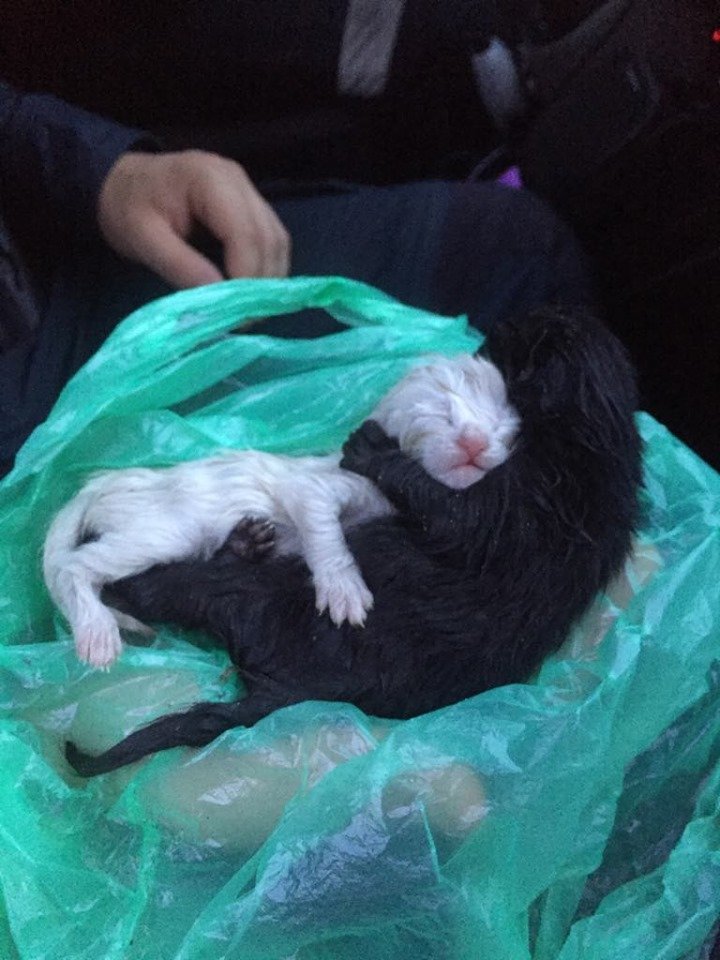 Panevėžio mieste liepos 9 dienos vakarą šiukšlių konteineryje aptikti du maži vos gimę kačiukai. Istorija su pagalbos prašymu pasidalijo beglobių gyvūnų organizacija „Puma“. VšĮ BGO „PUMA“ nuotr.
