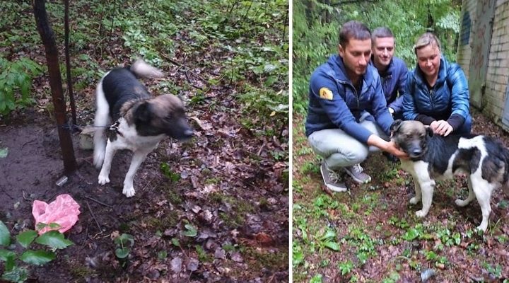 Nesuvokiamas žiaurumas: batraiščiu prie medžio pririštą šunį paliko mirti