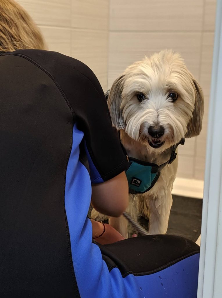 Hidroterapijos centras šunims atsirado iš noro padėti ir sau, ir kitiems