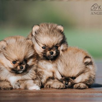 Šunų veislės: Vokiečių mažasis špicas (GERMAN KLEINSPITZ) – linksmas ir ištikimas mažasis draugas