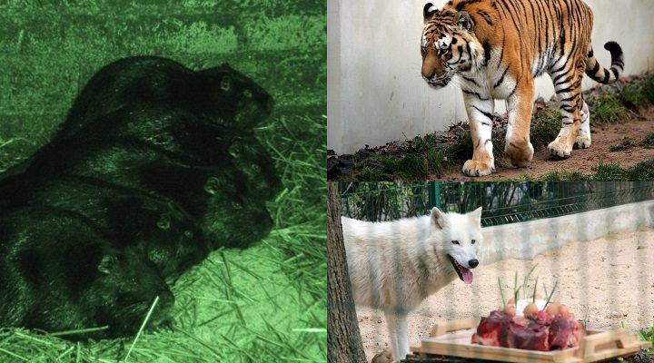 Šiaulių r. konfiskuoti 52 invaziniai gyvūnai bus sušerti zoologijos sodo plėšrūnams