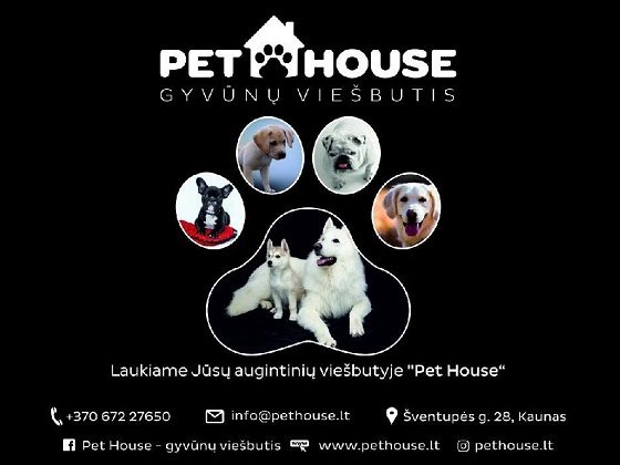 Šuniukų ir katinėlių apgyvendinimas gyvūnų viešbutyje Pet House