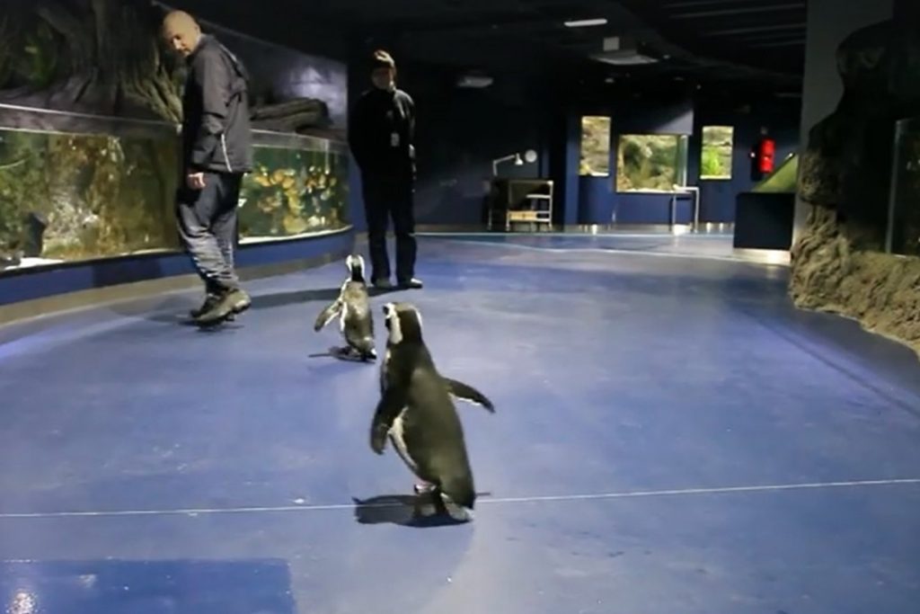 Lietuvos jūrų muziejaus prižiūrėtojai išvedė pasivaikščioti pingvinus. Lietuvos jūrų muziejaus nuotr.