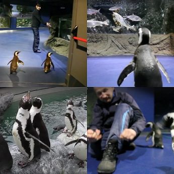 Lietuvos jūrų muziejuje prižiūrėtojai paleido pingvinus pasivaikščioti ten, kur dar nėra buvę