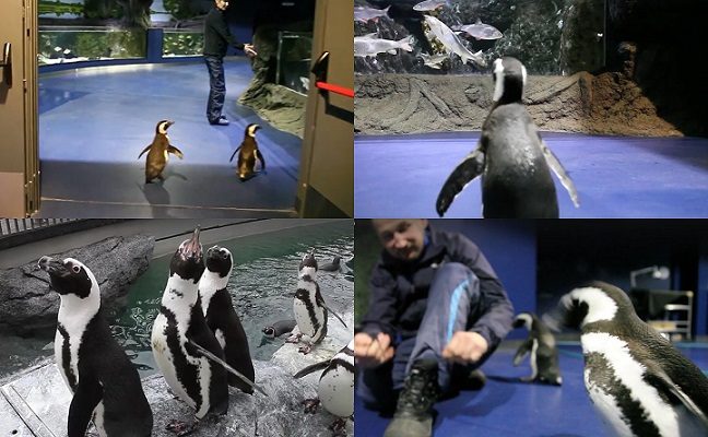Lietuvos jūrų muziejuje prižiūrėtojai paleido pingvinus pasivaikščioti ten, kur dar nėra buvę