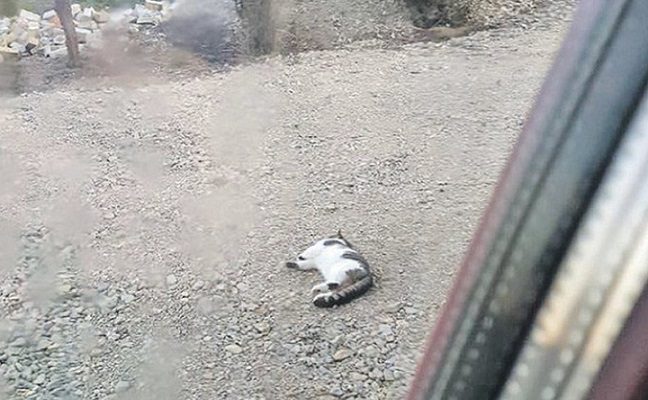 Į moters kiemą atklydo gražuolis katinas: tespėjo užfiksuoti skausmingą mirtį