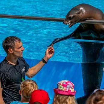 Lietuvos jūrų muziejuje atnaujinami delfinų ir jūrų liūtų pasirodymai