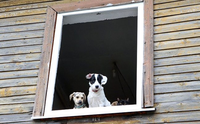 Neblaiviam mažeikiškiui langas tapo susidorojimo įrankiu išsviedė du šunis