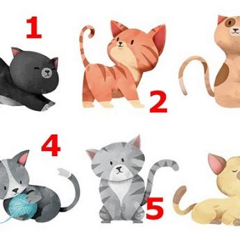 Kuris kačiukas panašiausias į jus? Sužinosite neįtikėtinai daug tiesos