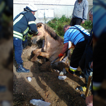 Gelbėjimo operacija Kėdainių rajone – ugniagesiai traukė į šulinį įkritusį arklį