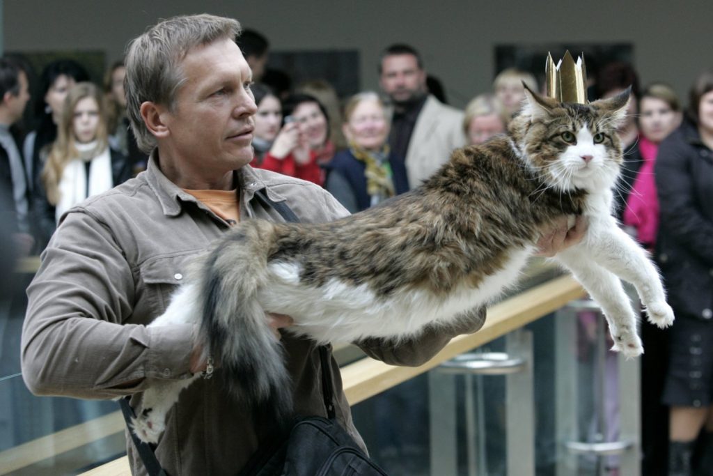 Sunkiausio katino rinkimai. Nugalėtojas Genadijus Movinas ir sunkiausias katinas Meino meškėnas Eži Chris. V.Balkūno nuotr.