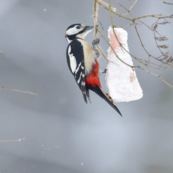 Mėgstantiems žiemą lesinti paukščius – specialisto patarimas: kaip teisingai tai daryti?