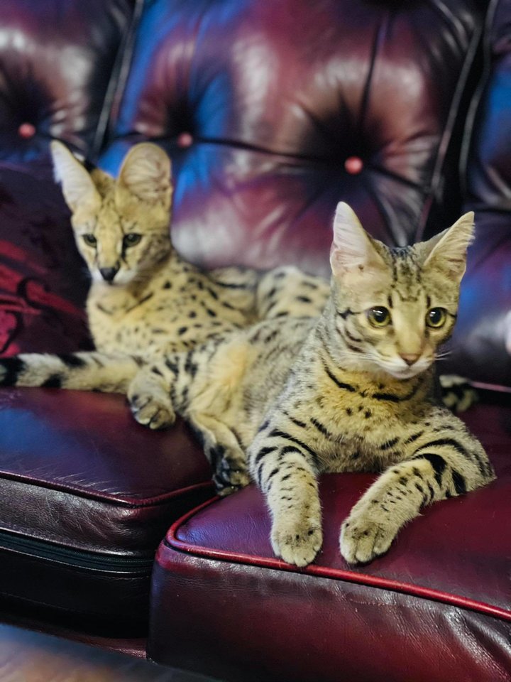 Šiemet Gražinos Asipauskaitės namuose apsigyveno dvi egzotiškos katės. Asmeninio archyvo nuotr.