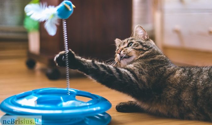 Žaislai katėms – ne tik pramoga, bet ir pagalba rūpinantis katės fizine bei emocine būkle1