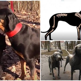 Vilniuje atkasti šunų kaulai užminė mįslę: pradėjo tyrimą dėl vienintelės lietuviškos veislės