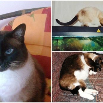 Klaipėdiečių šeimoje – rekordų knygos vertas Siamo katinas pagal žmogaus amžių būtų 116 metų