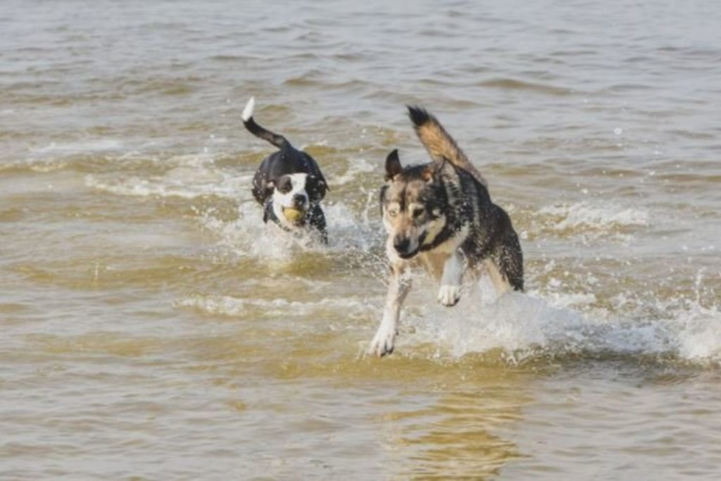 SVEIKATA. Pasak Sveikatos mokymo ir ligų prevencijos centro specialistų, šunų maudynės jūroje nekenkia žmonių sveikatai. V.Kesminės nuotr.