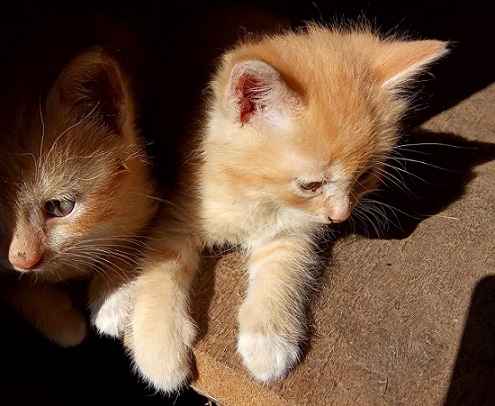 Du kačiukai - brolis ir sesė ieško šiltų namų ir rūpestingų šeimininkų.