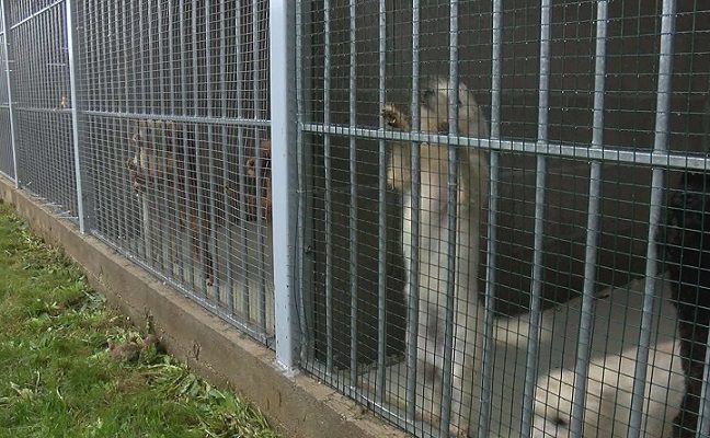 Pas veisėją Marijampolėje patekę inspektoriai nustėro: konfiskavo 37 gyvūnus