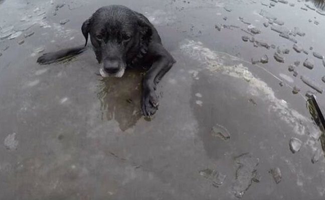 Pagalba atskubėjo per vėlai: tvenkinyje įlūžęs šuo nuskendo