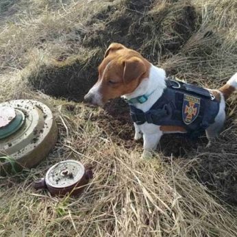 Ukrainiečių šuo Patronas, kuris dievina sūrį, nuo Rusijos invazijos pradžios padėjo sunaikinti beveik 90 minų