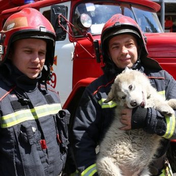 Ukrainos ugniagesių išgelbėtas ir priglaustas šuniukas gavo Bayraktaro vardą: šaukia meiliu trumpiniu