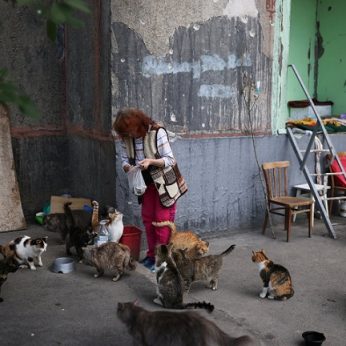 Miestu-vaiduokliu virtusiame Ukrainos mieste moteris rūpinasi 100 šeimininkų apleistų kačių