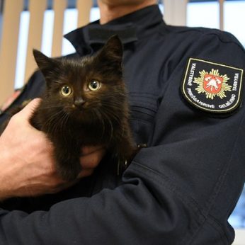 Vilniuje juodą katinėlį ugniagesiai vos ištraukė iš automobilio variklio, bet parsivežus į gaisrinę nuotykiai nesibaigė