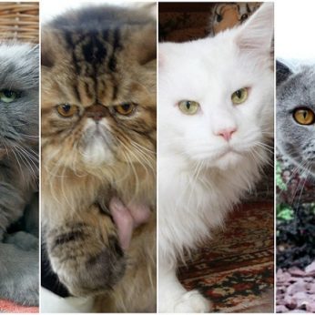 11 populiariausių kačių veislių 2022 m.: išsirinkite, kuri jums tinka labiausiai
