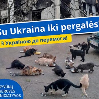 „Gyvūnų gerovės iniciatyvos“ jau padėjo tūkstančiams Ukrainos gyvūnų – parama vis dar labai reikalinga