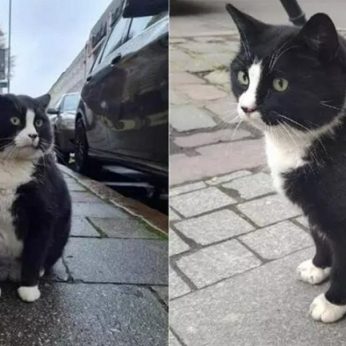 Riebus katinas tapo populiariausiu Lenkijos miesto turistų traukos objektu