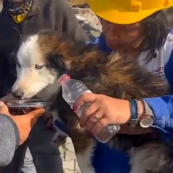 Stebuklas Turkijoje praėjus trims savaitėms po žemės drebėjimo išgelbėtas griuvėsiuose įstrigęs šuo